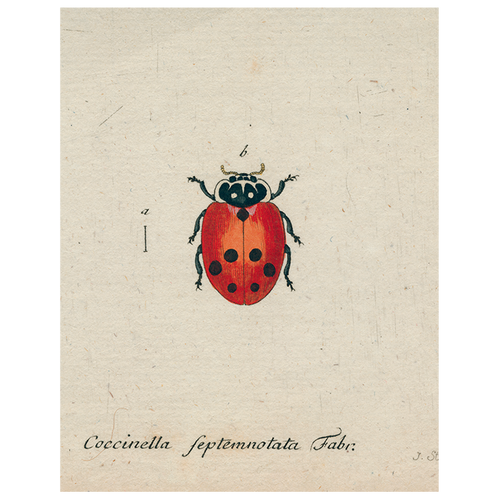 john derian Little Ladybug (p 94) 11" x 14" Rect. Tray