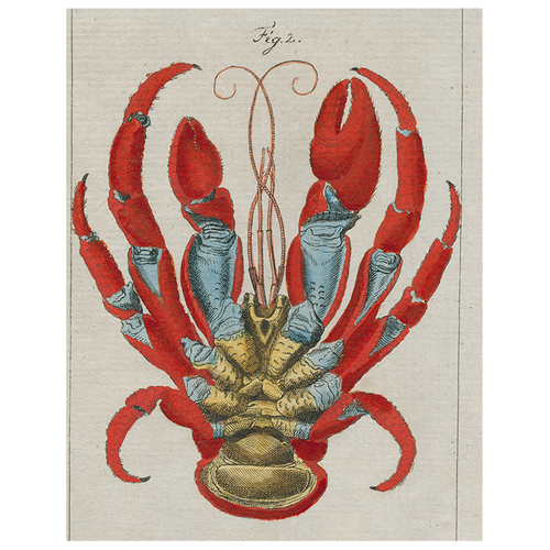 john derian Lobster Bottom (p 36) 11" x 14" Rect. Tray