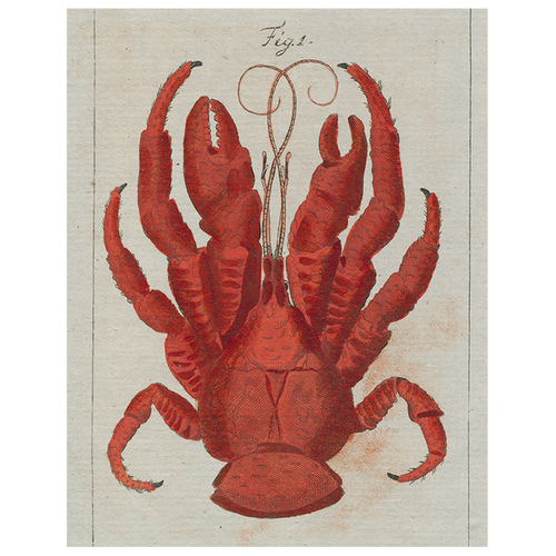 john derian Lobster Top (p 35) 11" x 14" Rect. Tray