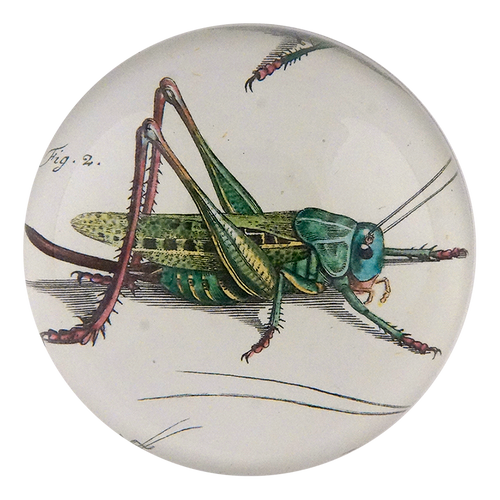 john derian Locust Detail Dome Paperweight