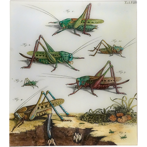 john derian Locusta Germanica 18 x 20" Rect. Tray