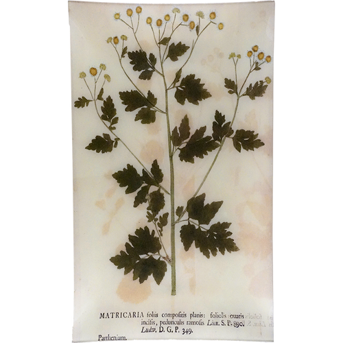 john derian Matricaria 12 x 20" Rect. Tray