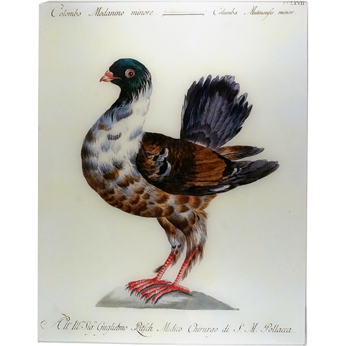 john derian Modanino 17 x 22" Rect. Tray