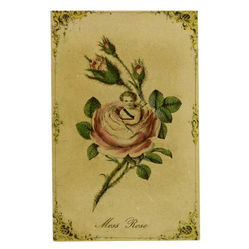 john derian Moss Rose Postcard (Pack of 10)