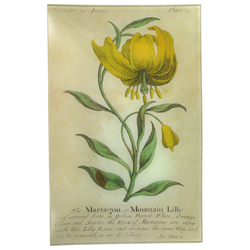 john derian Mountain Lily (Floral) 9 x 14" Wall Tray