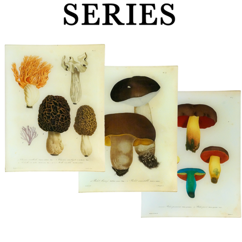 john derian Mushrooms 11 x 14" Rect. Tray
