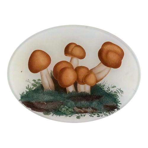 john derian Mushrooms Fig. 4 5 x 7" Oval