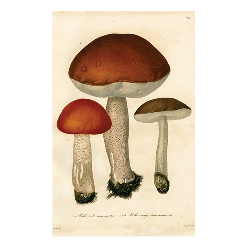 john derian Mushrooms Pl. 9 Postcard (Pack of 10)