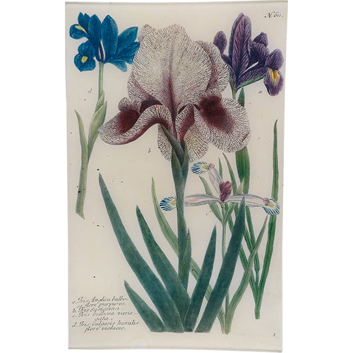 john derian N. 611 Mourning Iris 10" x 16" Rect. Tray
