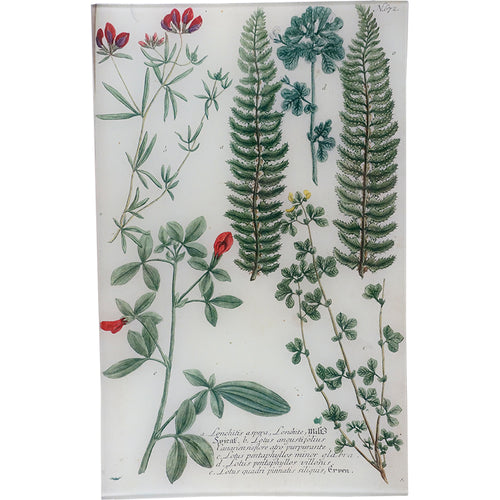 john derian N. 672 Lonchite Fern 10" x 16" Rect. Tray