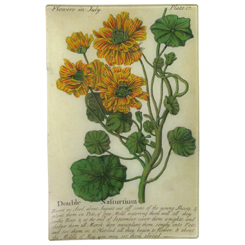 john derian Nasturtium (Floral) 9 x 14" Wall Tray