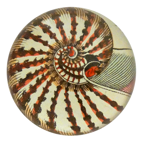 john derian Nautilus Shell 160 Dome Paperweight