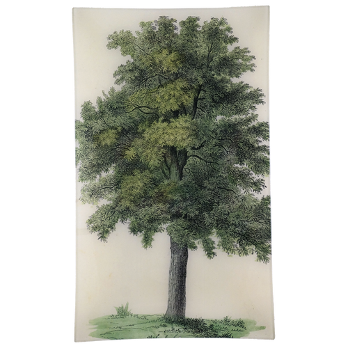 john derian Oak Tree 12 x 20" Rect. Tray