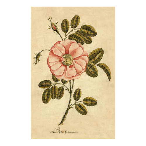 john derian Painted Rose Postcard (Pack of 10)