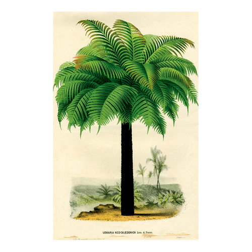 john derian Palm 1876 Postcard (Pack of 10)