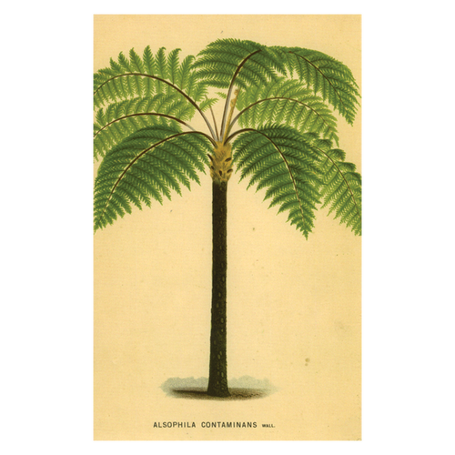 john derian Palm Postcard (Pack of 10)