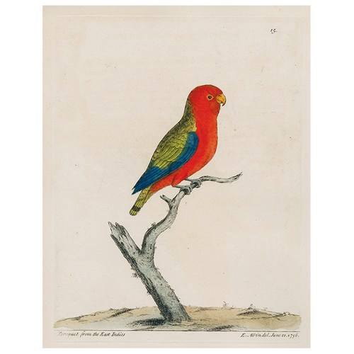 john derian Parakeet (p 261) 11" x 14" Rect. Tray