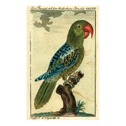 john derian Parrot 7 Green Postcard (Pack of 10)