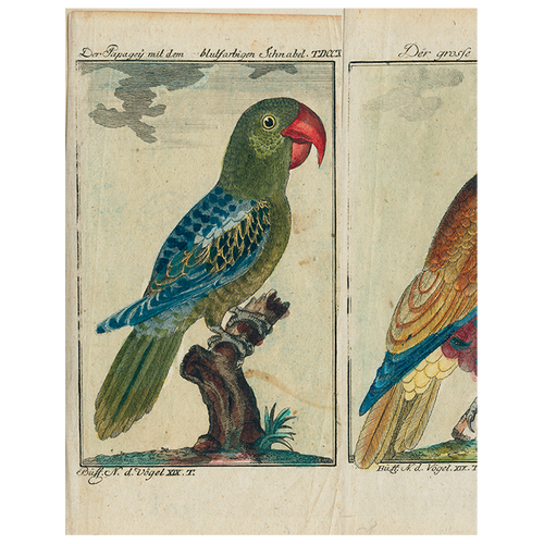 john derian Parrots - #7 #2 #6 (p 185) 11" x 14" Rect. Tray