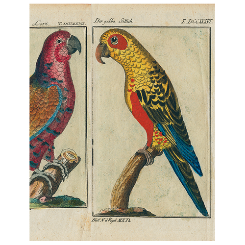 john derian Parrots - #7 #2 #6 (p 186) 11" x 14" Rect. Tray