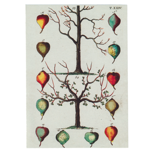 john derian Pear Tree Card With Envelope (Pack of 6)