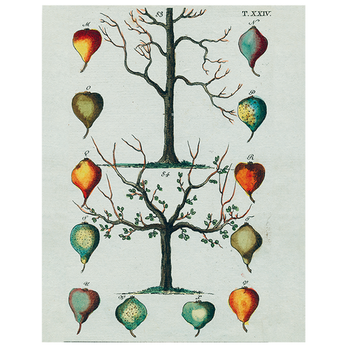 john derian Pears Tree (p 30) 11" x 14" Rect. Tray