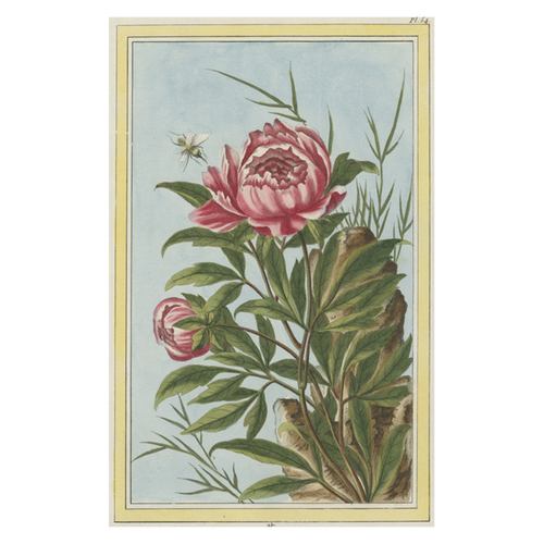 john derian Peony Postcard (Pack of 10)