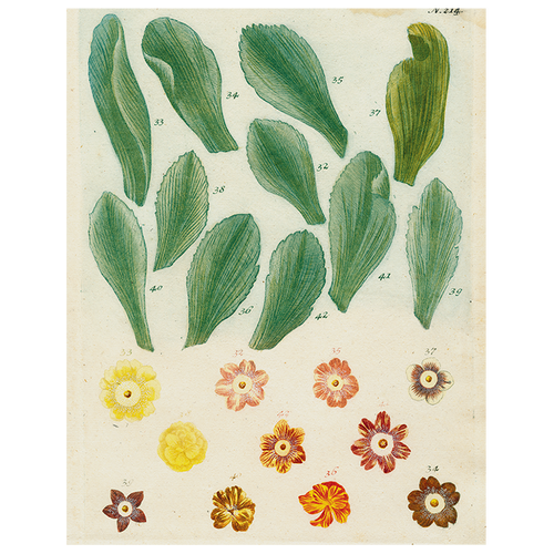 john derian Petals (p 17) 11" x 14" Rect. Tray