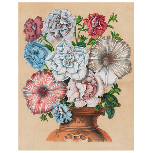 john derian Petunias (p 65) 11" x 14" Rect. Tray