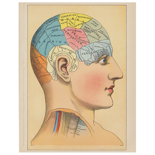 john derian Phrenology 2 (p 174) 11" x 14" Rect. Tray
