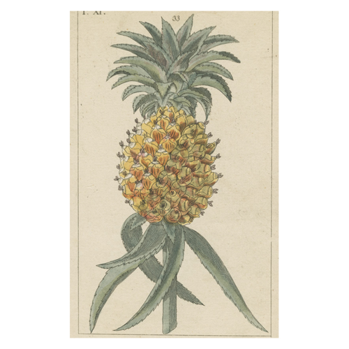 john derian Pineapple Postcard (Pack of 10)