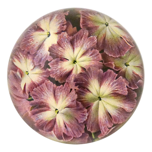 john derian Primula Cortusoides Dome Paperweight