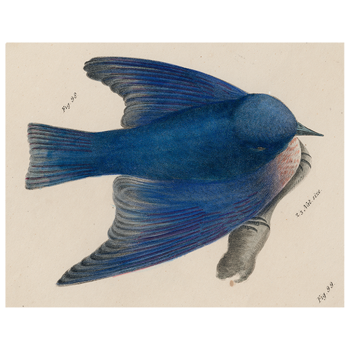 john derian Pudgy Bluebird (p 194) 11" x 14" Rect. Tray