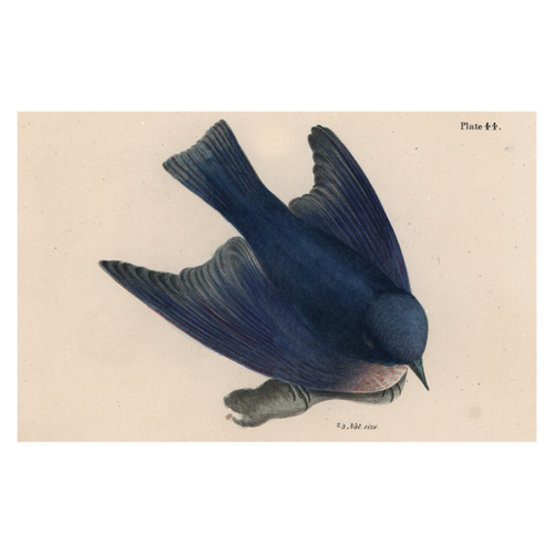 john derian Pudgy Bluebird Postcard (Pack of 10)
