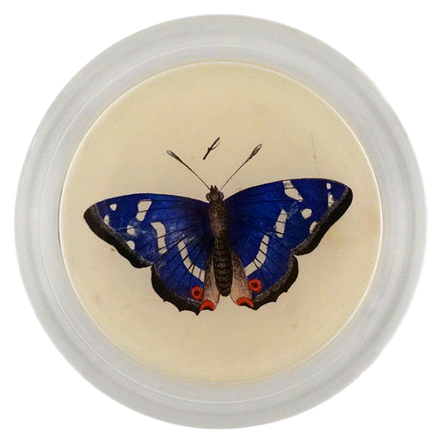 john derian Purple Emperor Butterfly 6" Coaster