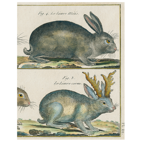 john derian Rabbit (p 138) 11" x 14" Rect. Tray