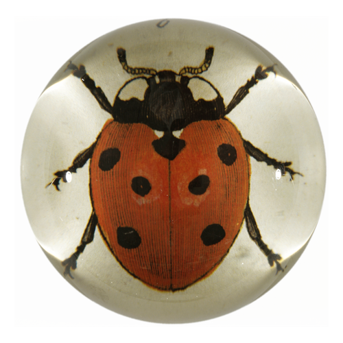 john derian Red Ladybug Dome Paperweight