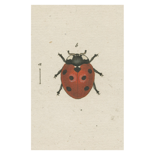 john derian Red Ladybug Postcard (Pack of 10)