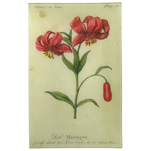 john derian Red Martagon (Floral) 9 x 14" Wall Tray