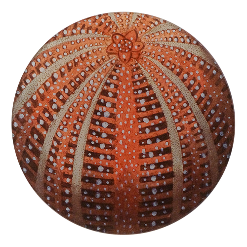 john derian Red Sea Urchin 5 1/4" Round Plate