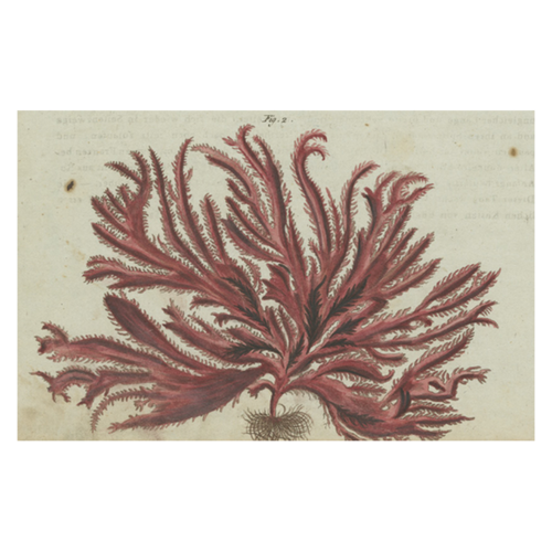 john derian Red Seaweed Postcard (Pack of 10)