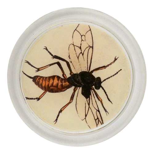 john derian Redwood Ant A. 4" Coaster