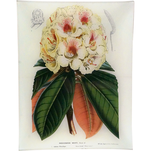 john derian Rhododendron Wight 10 x 13" Rect. Tray