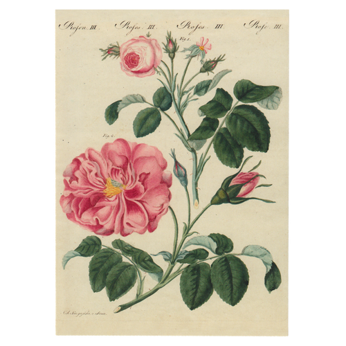john derian Rose III Card With Envelope (Pack of 6)