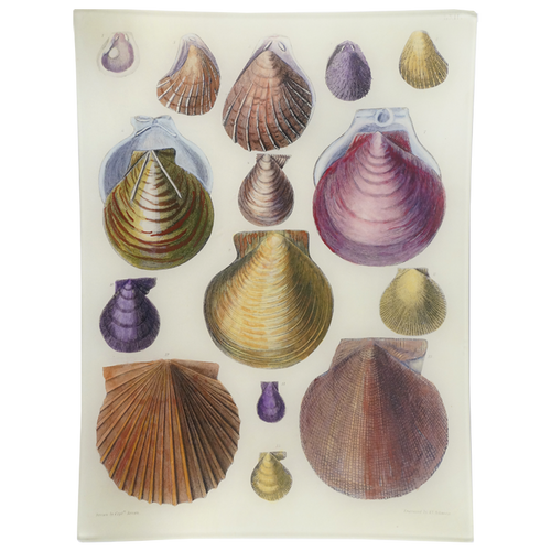 john derian Scallops LXII (62) 10 x 13" Rect. Tray