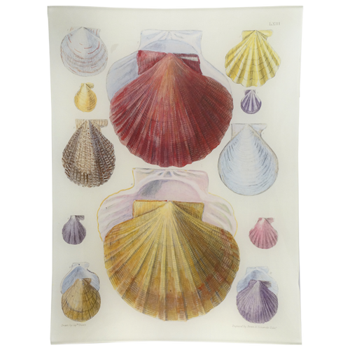 john derian Scallops LXIII (63) 10 x 13" Rect. Tray