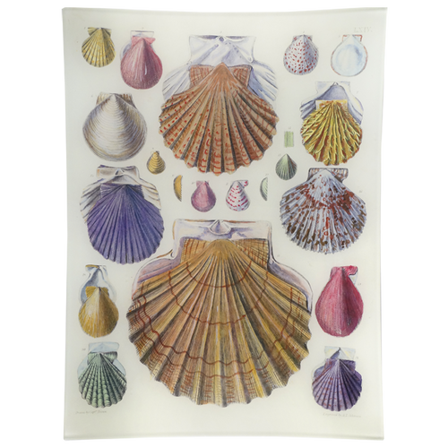 john derian Scallops LXIV (64) 10 x 13" Rect. Tray