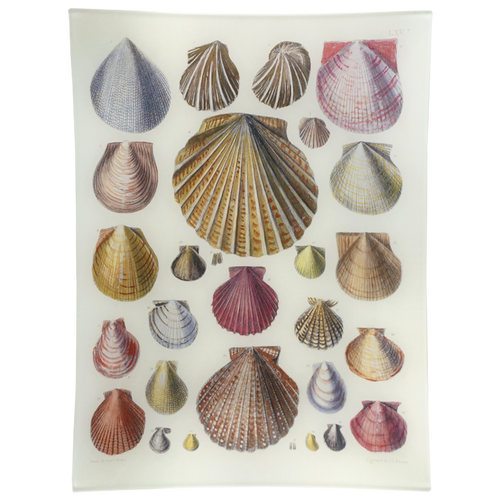 john derian Scallops LXV (65) 10 x 13" Rect. Tray