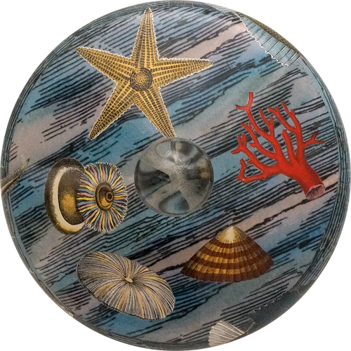 John Derian Sea Life Bell Jar / Dome