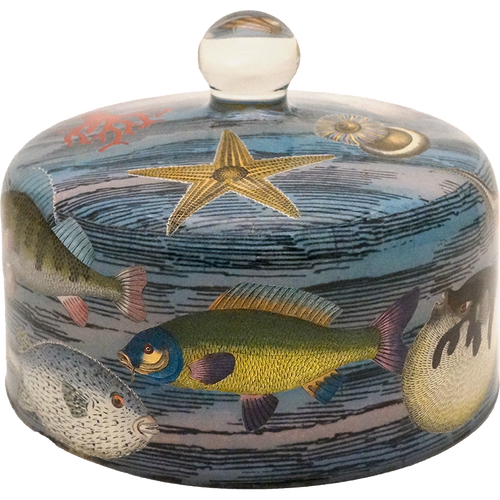 john derian Sea Life Bell Jar / Dome